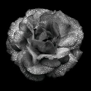 Meet your Posher, Tabbitha